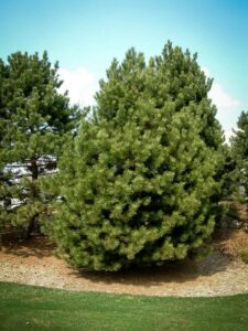 Сосна Чёрная (Pinus Nigra) в Белинскийе